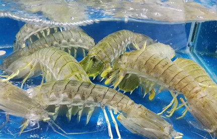 海鲜怎么进口报关？有哪些当苦衷项？